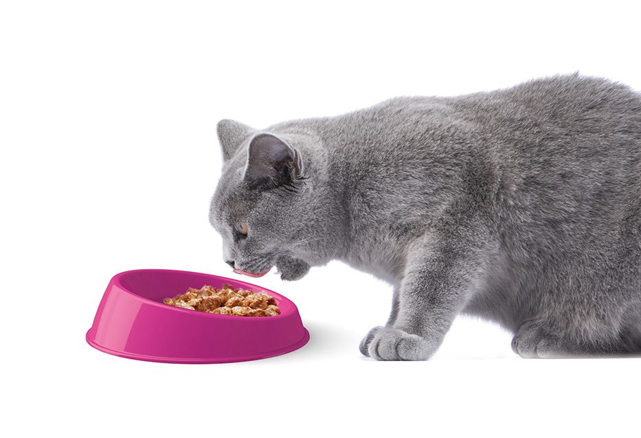 Bowl Cat 200ml